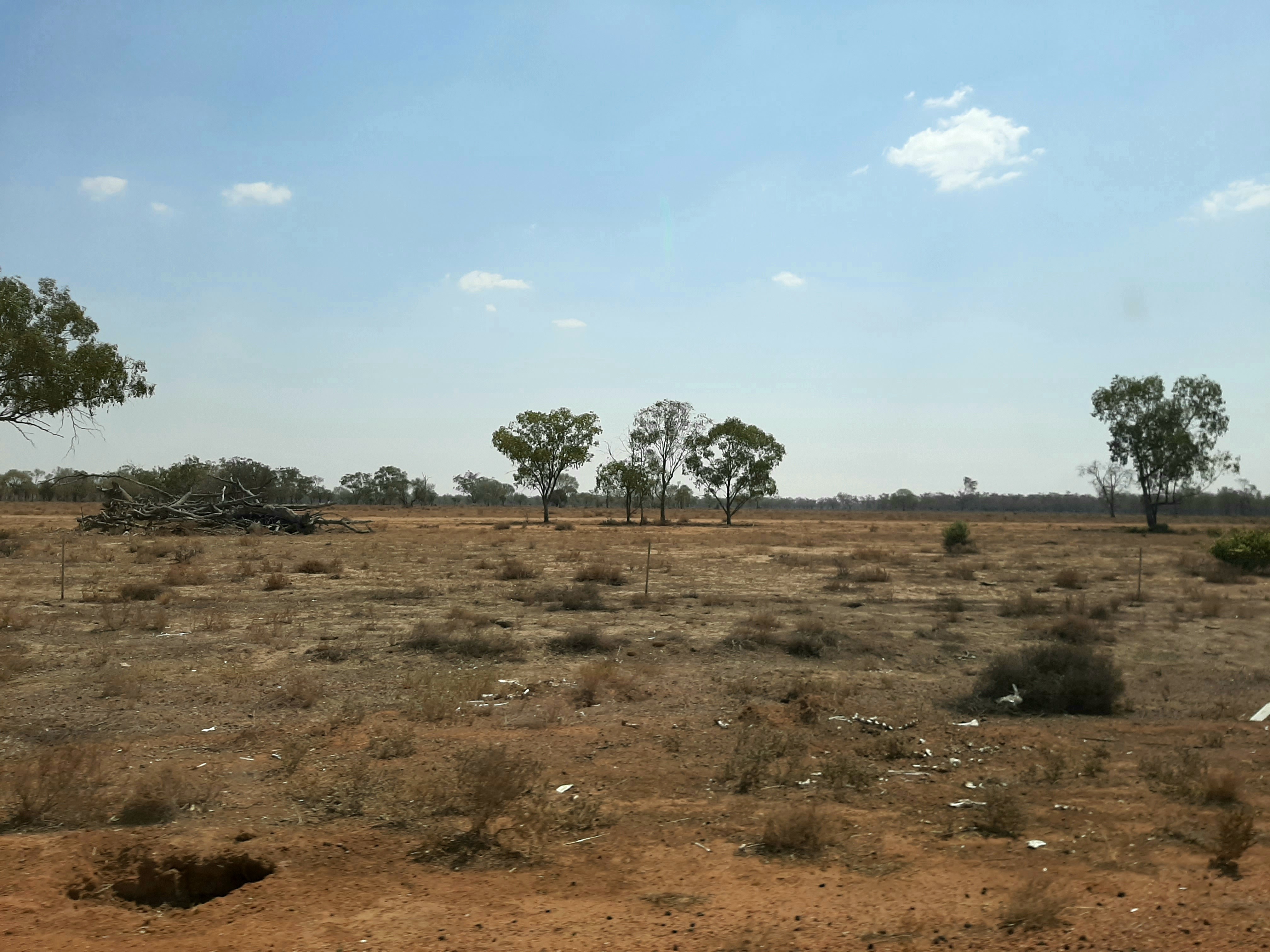An image of an open plain with some small shrubs between mostly dirt. There are 5 trees in the distance - 3 of these are together in the centre and there are 1 on each side at the edge of the picture.