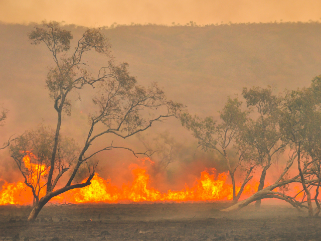 Trees burning in an out of control bushfire.