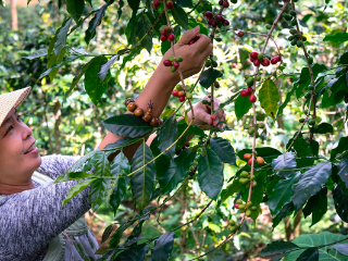 A woman picking fruit from a tree. 