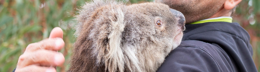 A koala holding onto a person.