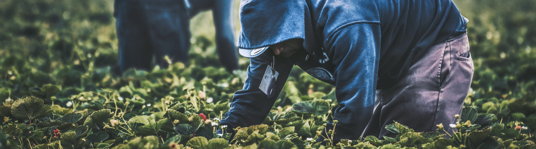 Close up of a person bending down and picking strawberries.