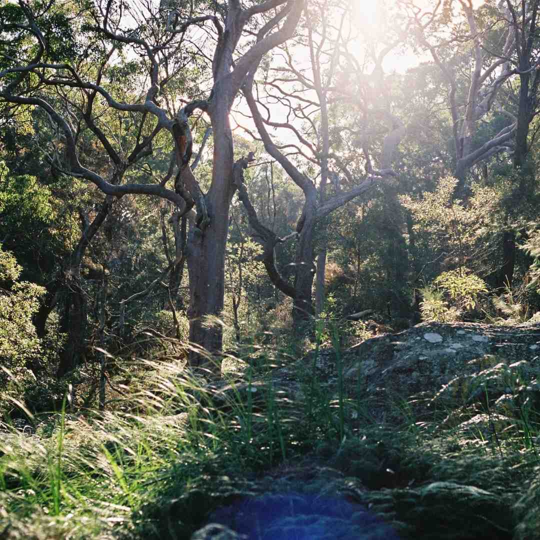 Landscape photo of a bushland with rocks and native trees.