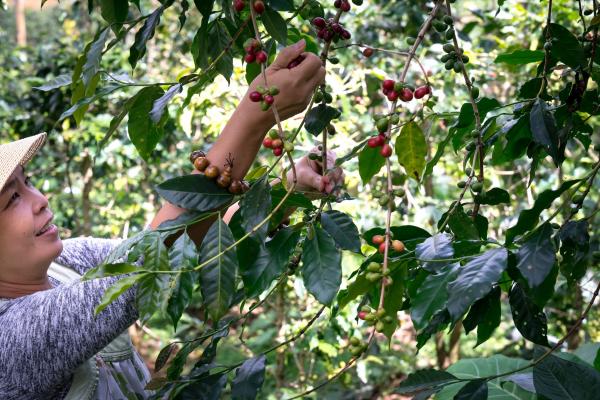 A woman picking fruit from a tree. She is wearing a hat. 