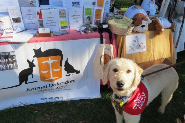 Dog at Animal Defenders Office