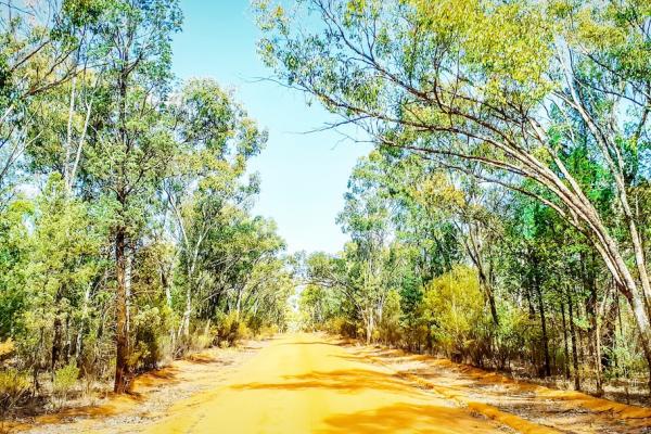A red dirt road running through the Pilliga Forest on a clear blue day.
